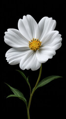 A delicate white cosmos flower with a bright yellow center gracefully extends from its stem against a stark black background, showcasing its elegance at its fi.