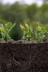 Young green pea plants in soil with roots