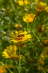 A honeybee collects pollen from a vibrant yellow daisy in spring sunshine. This macro shot captures the beauty of pollination—perfect for nature-themed art, prints, or educational use.