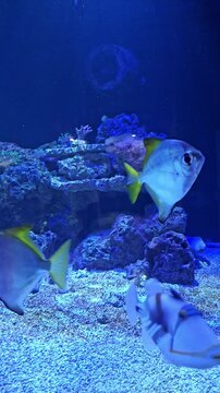 Monodactylus argenteus fish in an aquarium. Underwater movement.