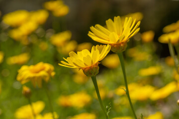 A vibrant yellow flower with bright petals and a golden center stands out against a lush green background, radiating warmth and natural beauty.