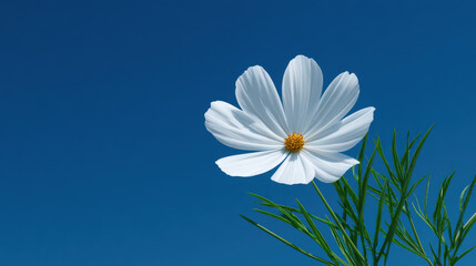 A single white cosmos flower with a vibrant yellow center stands gracefully against a clear blue sky, its delicate petals illuminated by the bright sunlight.
