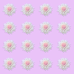 Elegant White Dahlias Pattern With Pink Centers on a Soft Purple Background
