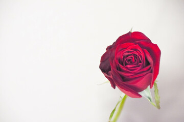 赤い薔薇