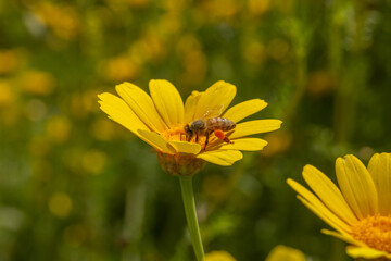 A honeybee collects pollen from a vibrant yellow daisy in spring sunshine. This macro shot captures the beauty of pollination—perfect for nature-themed art, prints, or educational use.