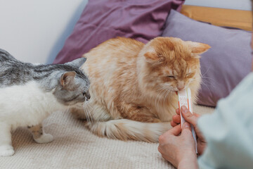 two domestic cats eating a treat from a person's hand, the concept of training and encouraging cats. a treat for cats