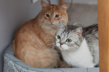 two cats sitting in a bed at home together. love and affection of pets. friendship of animals of different breeds