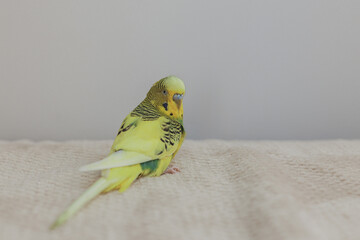 yellow and green budgie sitting on the couch at home. domestic parrot, pet in a home environment