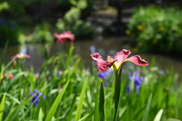茨城県の土浦城の堀で咲く菖蒲の花
