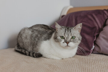 British cat lying on bed at home. pet in home environment