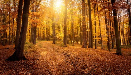 autumn forest with yellow leaves