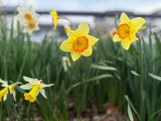 春に咲く鮮やかな黄色のスイセンの花
