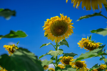 A vibrant close-up of a sunflower standing tall against a deep blue sky, surrounded by blurred green leaves and other blossoms in the background. This cheerful image evokes the energy of summer, natur