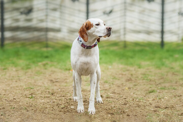 White and orange English Pointer dog with a brown collar posing outdoors standing on a green grass in spring