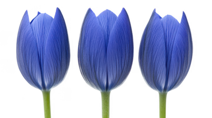 Three vibrant blue tulip flowers in a row on PNG transparent background