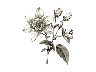Retro Columbine Bloom Engraving, vintage hand-drawn floral art, old style botanical sketch, black sketch nature print, trendy decor, antique floral artwork, floral wall art
