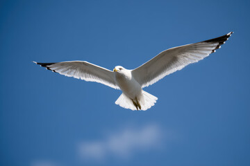 Seagull soaring gracefully against a clear blue sky during daylight hours