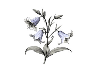 Antique Style Bluebell Flower Engraving, vintage botanical sketch, black ink flora illustration, floral decor, trendy flower print, old nature drawing, hand-drawn wildflower art