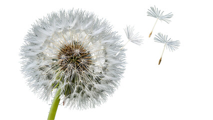A dreamy macro shot of a dandelion in the process of scattering its seeds, with a soft focus white transparent background.