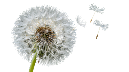 A dreamy macro shot of a dandelion in the process of scattering its seeds, with a soft focus white transparent background.