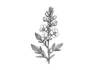 Vintage false indigo flower, botanical engraving, hand-drawn wildflower sketch, antique illustration, retro art, flora, floral decor, trendy vintage bloom, botanical art print