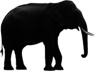 Fototapeta premium elephant animal silhouette transparent background illustration vector logo design digital icon symbol sign