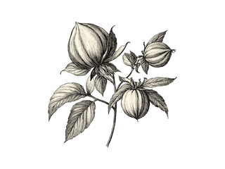 Balloon Vine flower engraving, hand-drawn vintage sketch, botanical decor, antique art, flora illustration, old engraving style, black sketch, vintage bloom, trendy floral decor, nature artwork