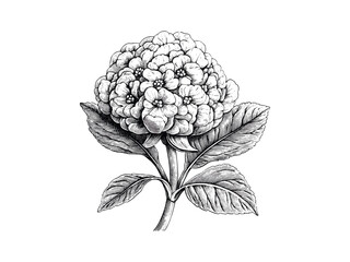 Vintage cockscomb flower illustration, engraved floral sketch, rustic garden design, antique hand-drawn plant, botanical wall art, trendy flower linework, retro bloom engraving