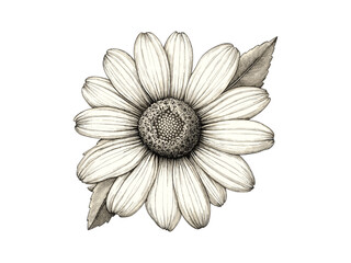 Engraving of daisy flower in bloom, vintage botanical sketch, hand-drawn floral print, retro nature decor design, spring flower, summer, black sketch, antique engraving, vintage style