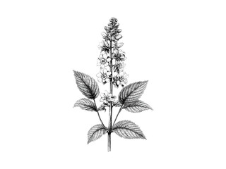 Rustic woodland garden bloom, antique botanical illustration, engraving of foamflower bloom, vintage hand-drawn floral sketch, black sketch, trendy engraved decor motif, spring flower