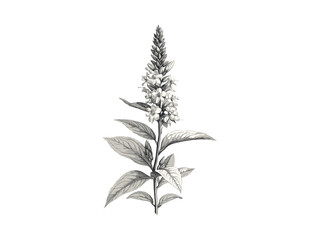Vintage engraving of Gooseneck Loosestrife flower, black sketch, antique floral art, botanical bloom, hand-drawn flower, trendy spring decor, summer vintage print, flora, nature sketch