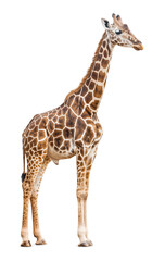 African giraffe isolated on white background. Wild herbivorous animal. Wildlife. Mammal.	
