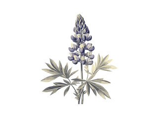 Engraving of lupine flower spike, antique botanical sketch, hand-drawn vintage floral illustration, retro bloom decor print, summer flower, Black sketch, old engraving style, trendy botanical design