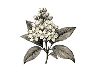 Engraving of Milkweed Flower, vintage floral art, hand-drawn illustration, retro decor, Black sketch, summer bloom, spring flower, trendy botanical design, old engraving style, vintage print