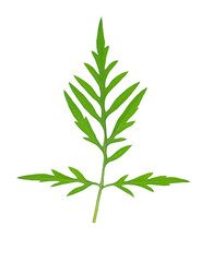 Fototapeta premium Ragweed leaf in allergy season isolated on white background. Top view