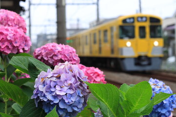 満開の紫陽花が咲く沿線を駆け抜ける西武2000系電車_2023/6/10撮影