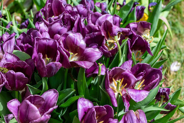primo piano di bei tulipani viola in primavera 