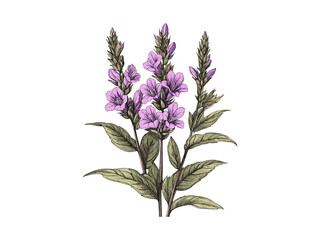 Vintage purple loosestrife flower engraving, rustic garden bloom, spring flower illustration, trendy antique botanical sketch, Black sketch floral design, summer engraving, old style decor