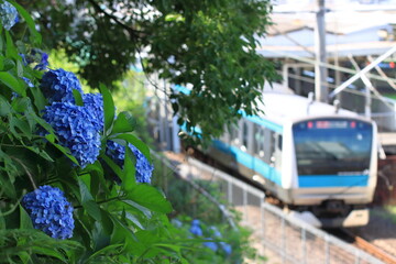 真昼の梅雨晴れの中駅に到着する京浜東北線E233系電車_2023/6/17撮影