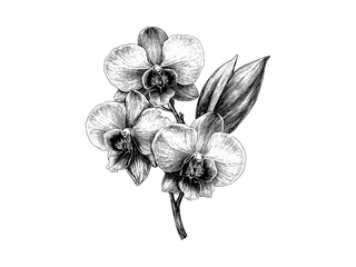 Hand-drawn showy orchid bloom, antique botanical illustration, engraved vintage floral sketch, trendy rustic motif, black sketch style, spring flower, summer blossom, rare wild orchid © Vintage Studio