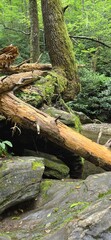 tree in the forest 12