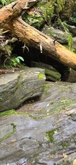 tree in the forest 6