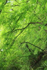 新緑の木々が美しい森林公園(東京都：石神井公園)