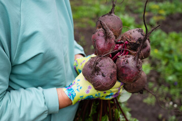 Person holding freshly harvested beets in a vibrant garden during the morning hours in summer