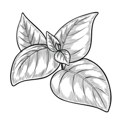 Vector illustration of Basil leaves in outline style. Linear engraving of kitchen herb painted by black inks for cooking book or menu decoration. Outline drawing of oregano for culinary project.