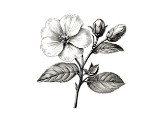 Twinleaf flower engraving, vintage botanical illustration, antique floral sketch, rustic spring bloom art, trendy decor motif, black sketch, old engraving style, vintage floral, engraved decor.