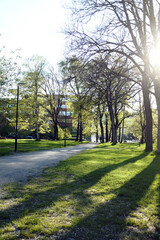 Fototapeta premium sunny spring day in a park