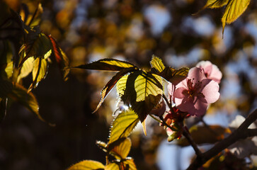 Spring flowers. Blooming trees. Spring floral background.