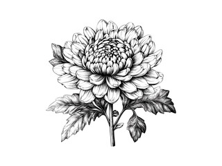 Vintage hand-drawn chrysanthemum flower engraving, botanical bloom, antique nature decor, retro wall art, old sketch style, black floral design, trendy interior decor, floral sketch art.