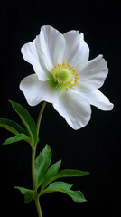 Obraz premium A pristine white Anemone flower gracefully blooms, displaying its delicate petals and vibrant yellow stamen against a contrasting, dark background isolation.